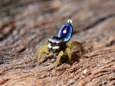 Maratus hesperus (Venus Peacock Spider) at Belconnen, ACT - 29 Oct 2013 by Harrisi