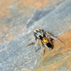 Maratus purcellae at Tharwa, ACT - 15 Oct 2017