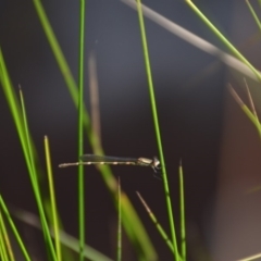 Austrolestes leda (Wandering Ringtail) at Wamboin, NSW - 1 Feb 2018 by natureguy