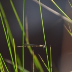 Austrolestes leda at Wamboin, NSW - 1 Feb 2018