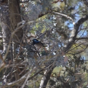 Malurus cyaneus at Wamboin, NSW - 9 Feb 2018 02:03 PM