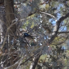 Malurus cyaneus at Wamboin, NSW - 9 Feb 2018 02:03 PM