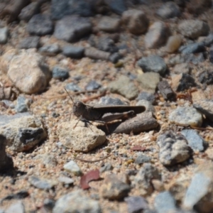 Acrididae sp. (family) at Wamboin, NSW - 9 Feb 2018