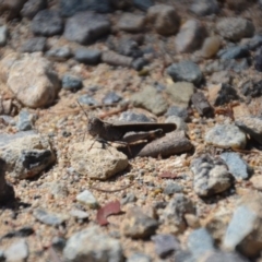 Acrididae sp. (family) at Wamboin, NSW - 9 Feb 2018