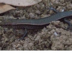 Lampropholis delicata (Delicate Skink) at Majura, ACT - 16 Apr 2018 by jbromilow50