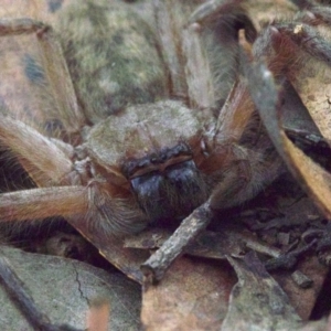 Delena cancerides at Majura, ACT - 16 Apr 2018