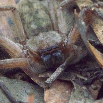 Delena cancerides (Social huntsman spider) at Majura, ACT - 16 Apr 2018 by jbromilow50