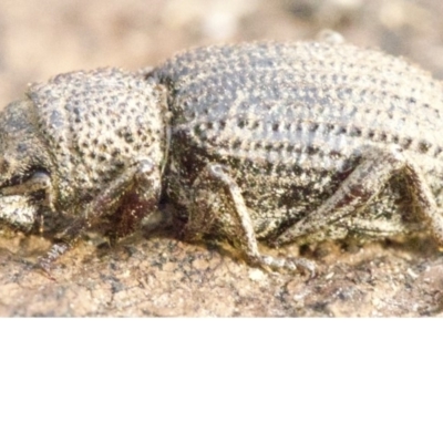 Cubicorhynchus sp. (genus) (Ground weevil) at Majura, ACT - 16 Apr 2018 by jbromilow50