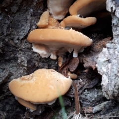 zz Polypore (shelf/hoof-like) at Tidbinbilla Nature Reserve - 16 Apr 2018 by purple66