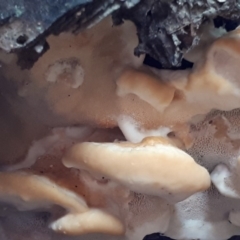 zz Polypore (shelf/hoof-like) at Paddys River, ACT - 16 Apr 2018 01:13 PM