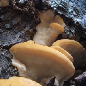 zz Polypore (shelf/hoof-like) at Paddys River, ACT - 16 Apr 2018 01:13 PM