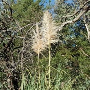 Cortaderia selloana at Jerrabomberra, ACT - 17 Apr 2018