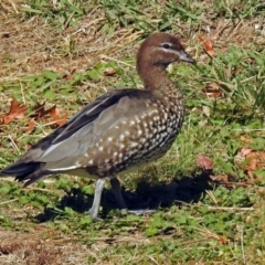 Chenonetta jubata (Australian Wood Duck) at Fadden Hills Pond - 17 Apr 2018 by RodDeb