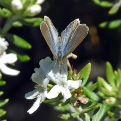 Zizina otis (Common Grass-Blue) at Fadden, ACT - 17 Apr 2018 by RodDeb