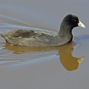 Fulica atra at Fadden, ACT - 17 Apr 2018