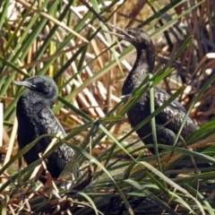 Phalacrocorax sulcirostris (Little Black Cormorant) at Fadden, ACT - 17 Apr 2018 by RodDeb