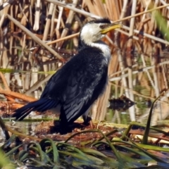 Microcarbo melanoleucos at Fadden, ACT - 17 Apr 2018