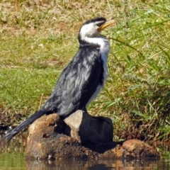 Microcarbo melanoleucos at Fadden, ACT - 17 Apr 2018