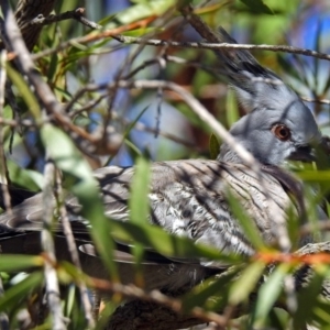 Ocyphaps lophotes at Fadden, ACT - 17 Apr 2018 11:07 AM