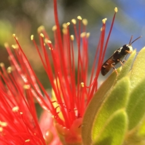 Hylaeus (Prosopisteron) littleri at Acton, ACT - 9 Apr 2018