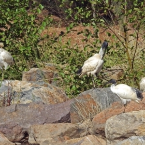 Threskiornis molucca at Fadden, ACT - 17 Apr 2018