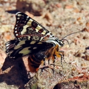 Apina callisto at Fadden, ACT - 17 Apr 2018