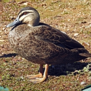 Anas superciliosa at Fadden, ACT - 17 Apr 2018