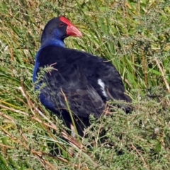 Porphyrio melanotus (Australasian Swamphen) at Fadden Hills Pond - 17 Apr 2018 by RodDeb