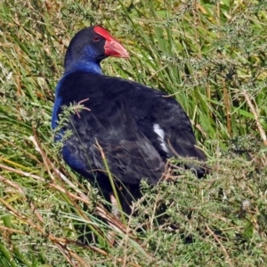 Porphyrio melanotus at Fadden, ACT - 17 Apr 2018 10:48 AM