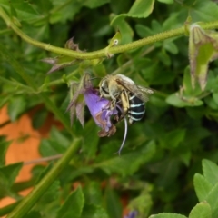 Amegilla sp. (genus) (Blue Banded Bee) at National Arboretum Forests - 13 Apr 2018 by JanetRussell