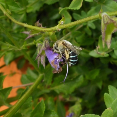 Amegilla sp. (genus) (Blue Banded Bee) at National Arboretum Forests - 13 Apr 2018 by JanetRussell