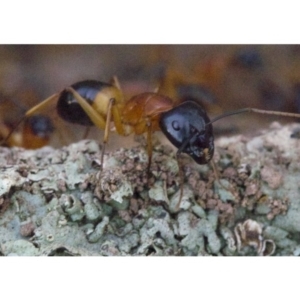 Camponotus consobrinus at Majura, ACT - 16 Apr 2018 06:01 PM