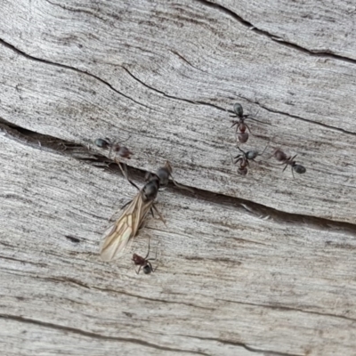 Iridomyrmex rufoniger (Tufted Tyrant Ant) at Jerrabomberra, ACT - 17 Apr 2018 by Mike