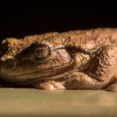 Litoria peronii (Peron's Tree Frog, Emerald Spotted Tree Frog) at Bonython, ACT - 15 Apr 2018 by Justin23