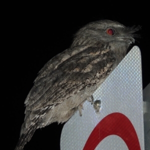 Podargus strigoides at Tharwa, ACT - 14 Mar 2018