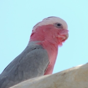 Eolophus roseicapilla at Molonglo River Reserve - 28 Mar 2018