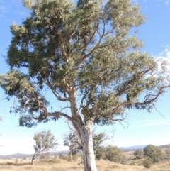 Eucalyptus blakelyi (Blakely's Red Gum) at Denman Prospect, ACT - 28 Mar 2018 by MichaelBedingfield
