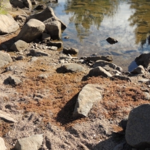 Myriophyllum verrucosum at Molonglo, ACT - 28 Mar 2018 05:43 PM