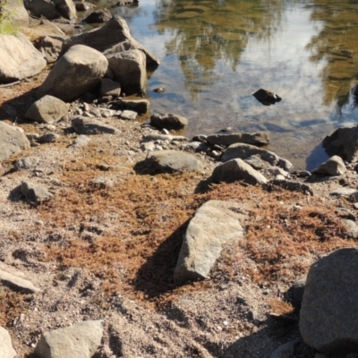 Myriophyllum verrucosum (Red Water-milfoil) at Molonglo River Reserve - 28 Mar 2018 by michaelb