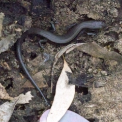 Lampropholis delicata (Delicate Skink) at Majura, ACT - 16 Apr 2018 by jb2602