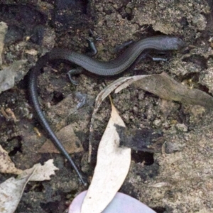 Lampropholis delicata at Majura, ACT - 16 Apr 2018