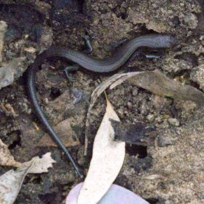 Lampropholis delicata (Delicate Skink) at Mount Ainslie - 16 Apr 2018 by jb2602