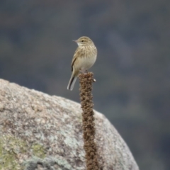 Anthus australis (Australian Pipit) at Burra, NSW - 16 Apr 2018 by KumikoCallaway