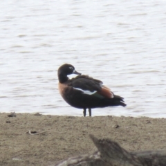 Tadorna tadornoides (Australian Shelduck) at Burra, NSW - 16 Apr 2018 by KumikoCallaway