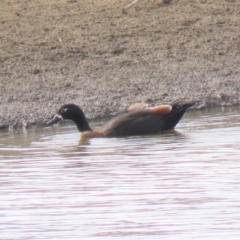 Tadorna tadornoides at Burra, NSW - 16 Apr 2018