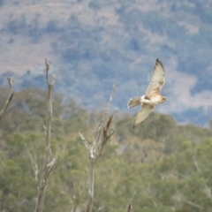 Falco berigora (Brown Falcon) at Williamsdale, NSW - 16 Apr 2018 by KumikoCallaway