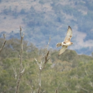 Falco berigora at Williamsdale, NSW - 16 Apr 2018 02:06 PM