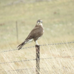 Falco berigora at Tuggeranong DC, ACT - 16 Apr 2018 02:17 PM