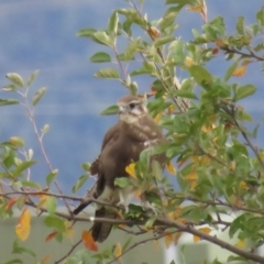 Falco berigora at Tuggeranong DC, ACT - 16 Apr 2018 02:17 PM