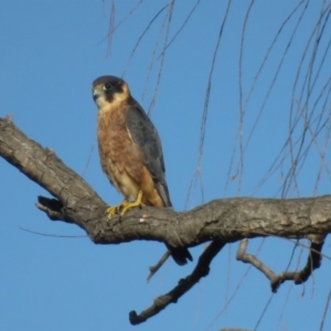 Falco longipennis at Fyshwick, ACT - 17 Apr 2018